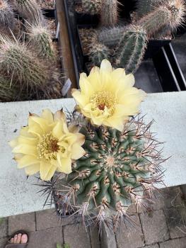 Acanthocalycium thionanthum